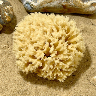 Honeycomb Sponge - Hyppospongia communis