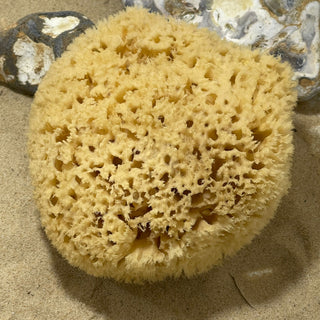 Natural Sea Sponges for Baby