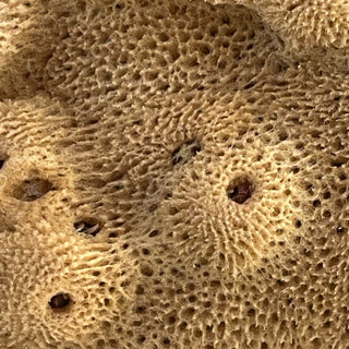 Elephant Ear - 'Lammella' Spongia officinalis Mediterranea