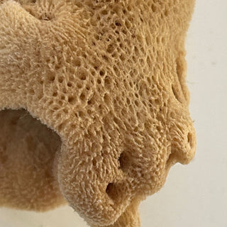 Elephant Ear - 'Lammella' Spongia officinalis Mediterranea