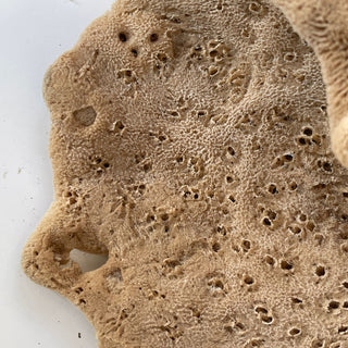 Elephant Ear - 'Lammella' Spongia officinalis Mediterranea