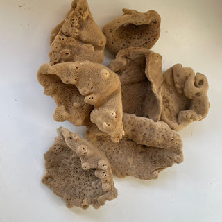 Elephant Ear - 'Lammella' Spongia officinalis Mediterranea