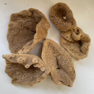 Elephant Ear - 'Lammella' Spongia officinalis Mediterranea