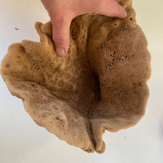 Elephant Ear - 'Lammella' Spongia officinalis Mediterranea