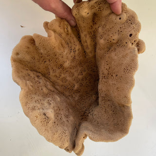 Elephant Ear - 'Lammella' Spongia officinalis Mediterranea