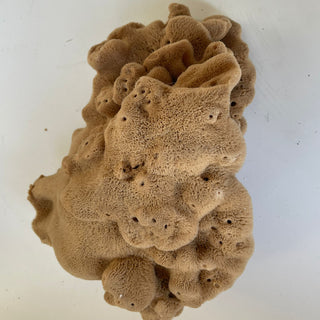 Elephant Ear - 'Lammella' Spongia officinalis Mediterranea