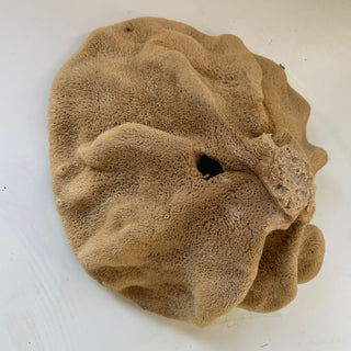 Elephant Ear - 'Lammella' Spongia officinalis Mediterranea