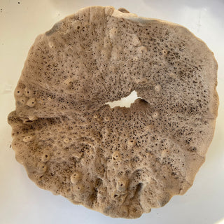 Elephant Ear - 'Lammella' Spongia officinalis Mediterranea