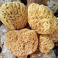 honeycomb sponges showing top and bottom views