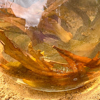 Seaweed Hair Conditioner, skin and scalp detox and mineralization, detox bath