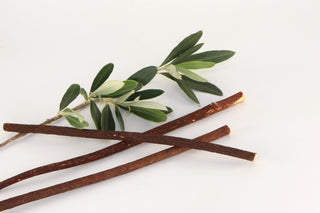 Olive Toothbrush Sticks from the Olea europaea tree