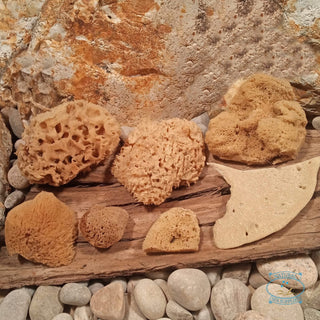 set of natural artist sponges natural spa supplies. Photographed on a wooden board with rocks