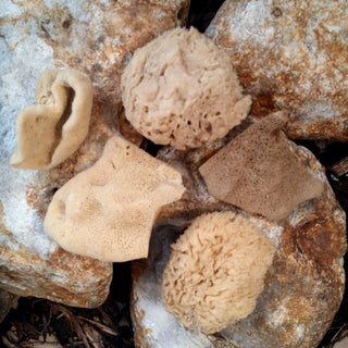 baby care natural sea sponges