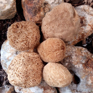 bath and shower natural sea sponges