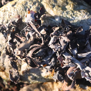 natural spa supplies hair condition for seaweed photographed on a bolder