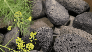 Pumice Stone of black volcanic lava