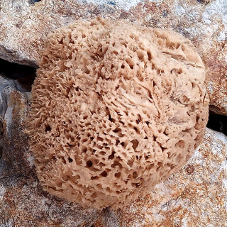 Bath & Shower Natural Sea Sponges