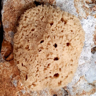 Face Care Natural Sea Sponges