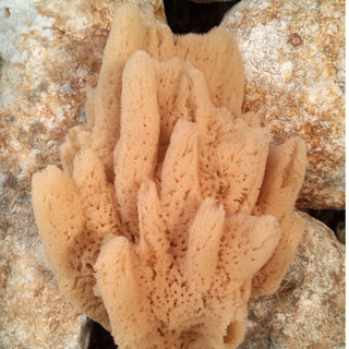 macho fina decorative 6 inches