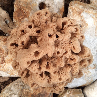 Decorative Natural Sea Sponges