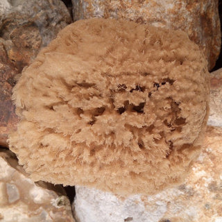 Natural Sea Sponges for Cleaning