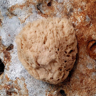 Face Care Natural Sea Sponges