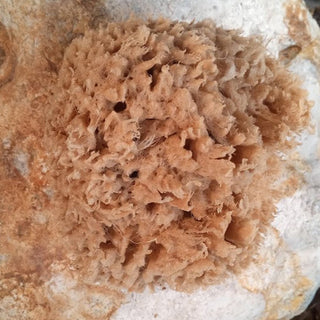 Natural Sea Sponges for Cleaning