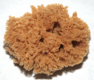 A Photo of a Sea Grass Sponge