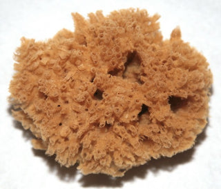 A Photo of a Sea Grass Sponge