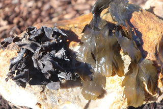 Seaweed Hair Conditioner, skin and scalp detox and mineralization, detox bath