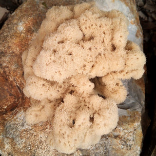 Decorative Natural Sea Sponges