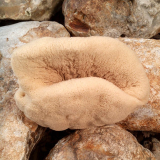 Decorative Natural Sea Sponges