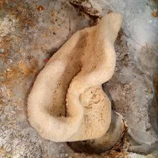 Natural Sea Sponges for Baby