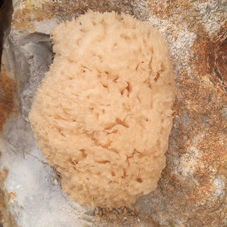 Natural Sea Sponges for Baby