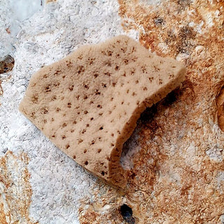 Natural Sea Sponges for Baby