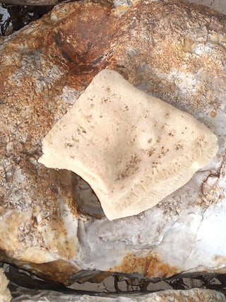 Face Care Natural Sea Sponges