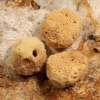 Face Care Natural Sea Sponges