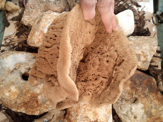 Decorative Natural Sea Sponges