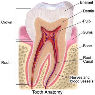 A diagram showing the basic anatomy of the teeth.
