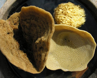 On the left, the vase sponge, on the right, the elephant ear sponge and above the honeycomb
