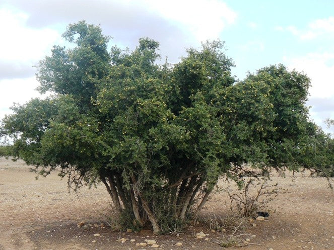 Argan Oil: Sustainability - Natural Spa Supplies