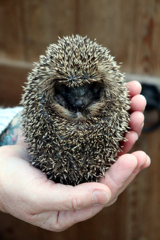 The rescued hedgehog sitting in an oval shaped ball on her carer's hand3 days later