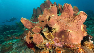 a living sea sponge