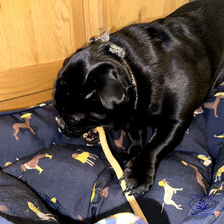 black pug learning to clean its own teeth with miswak