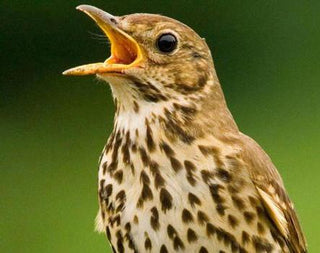 Make Your Own Bird Song Recordings