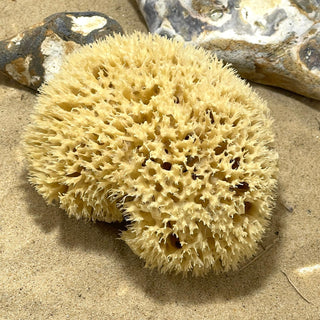 Honeycomb Sponge - Hyppospongia communis