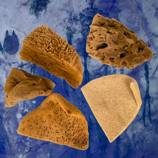 Set of Natural Artist Craft Sea Sponges