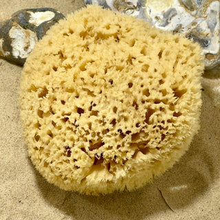 Honeycomb Sponge - Hyppospongia communis