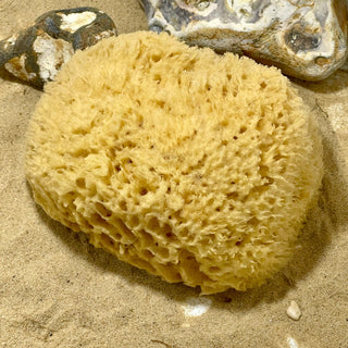 Honeycomb Sponge - Hyppospongia communis