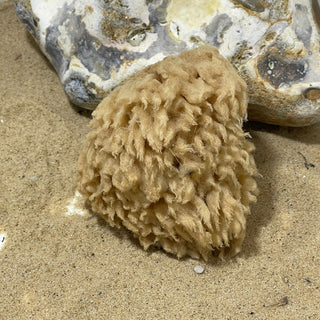 Face Care Natural Sea Sponges